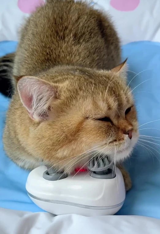 Cat Massager — Pure Relaxation for Your Cat