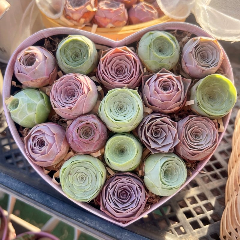 RosaViva™ — Vibrant Rose Beauty That Thrives