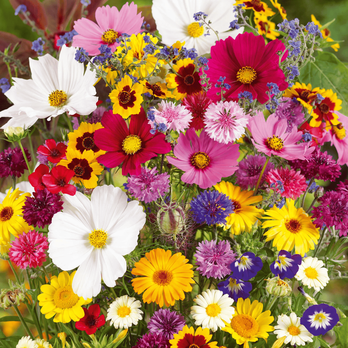 1000 Samen Mehrjährige Blumenmischung – 60+ Sorten für ganzjährige Blüten Mivoza Deutschland