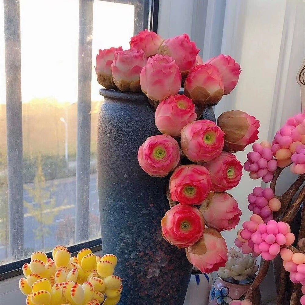 RosaViva™ — Vibrant Rose Beauty That Thrives