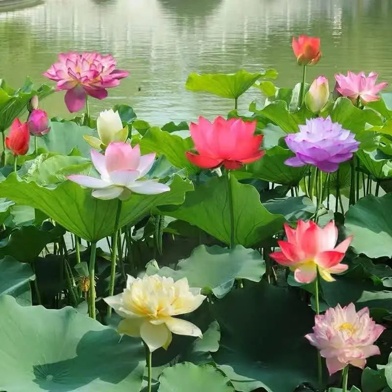 GlowMira™ — Vibrant Lotus Blooms, No Green Thumb Needed