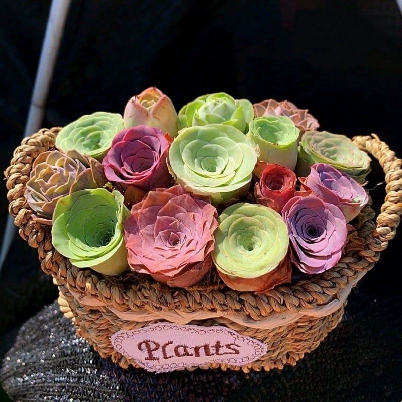 RosaViva™ — Vibrant Rose Beauty That Thrives