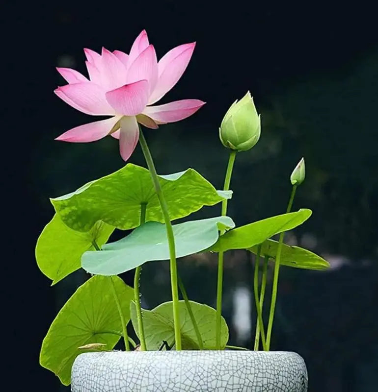 GlowMira™ — Vibrant Lotus Blooms, No Green Thumb Needed