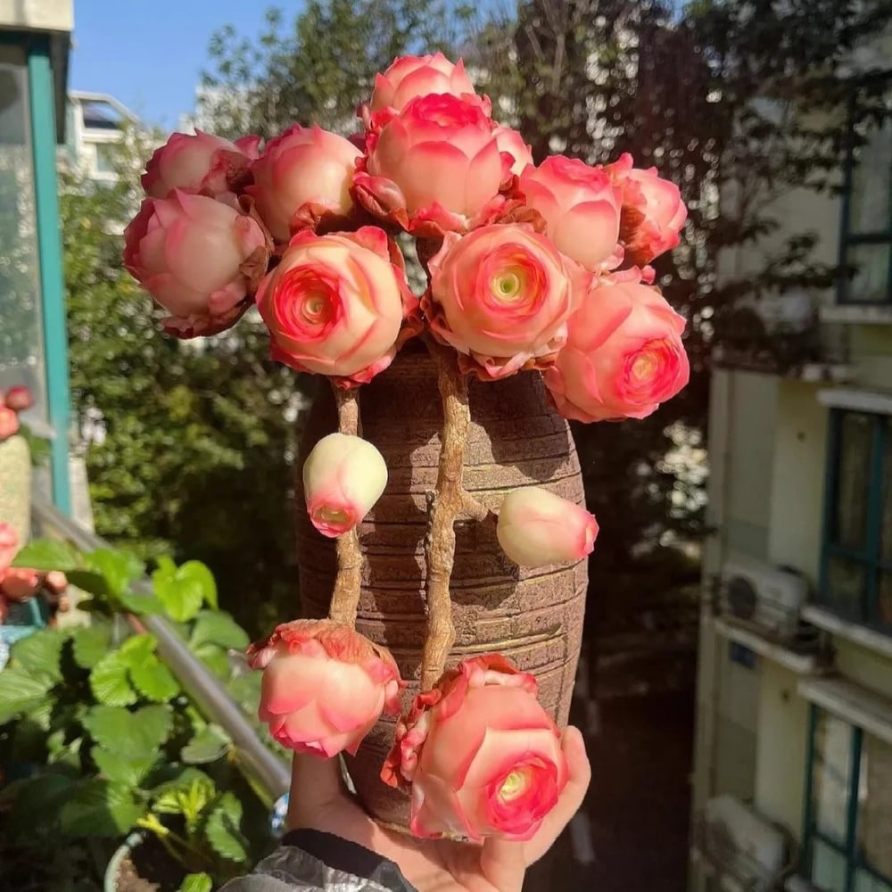 RosaViva™ — Vibrant Rose Beauty That Thrives