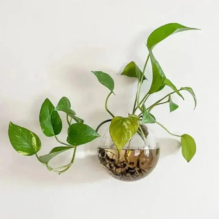 Wall-Mounted Glass Planter for Indoor Plants