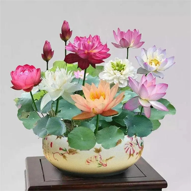 GlowMira™ — Vibrant Lotus Blooms, No Green Thumb Needed
