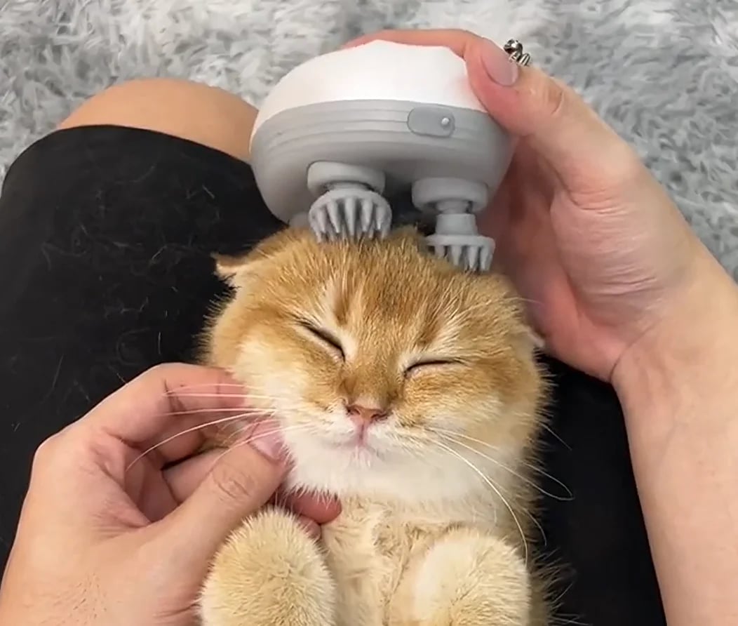 Cat Massager — Pure Relaxation for Your Cat