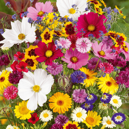 1000 Samen Mehrjährige Blumenmischung – 60+ Sorten für ganzjährige Blüten Mivoza Deutschland