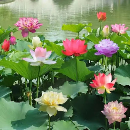 GlowMira™ — Vibrant Lotus Blooms, No Green Thumb Needed