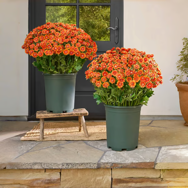🏆Flash Sale⚡Artificial Outdoor Sunset Mums Flowers - UV resistant, Waterproof, Windproof Mivoza Deutschland