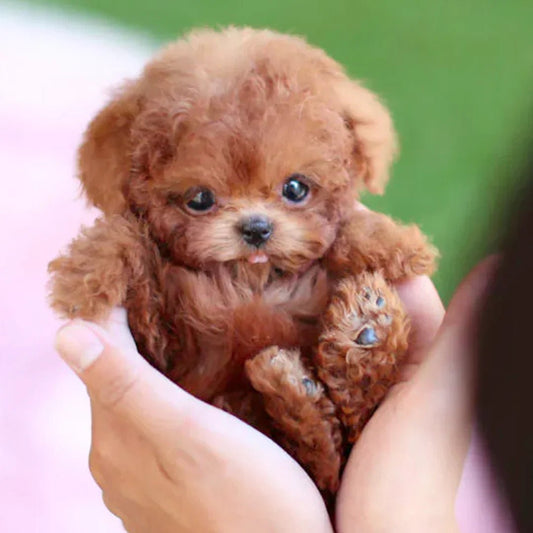 Ultra-Realistic Robot Puppy with Lifelike Movements