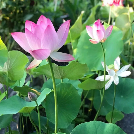 GlowMira™ — Vibrant Lotus Blooms, No Green Thumb Needed
