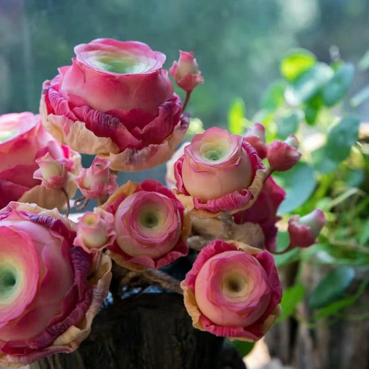 RosaViva™ — Vibrant Rose Beauty That Thrives