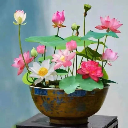 GlowMira™ — Vibrant Lotus Blooms, No Green Thumb Needed