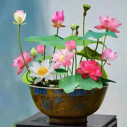 GlowMira™ — Vibrant Lotus Blooms, No Green Thumb Needed