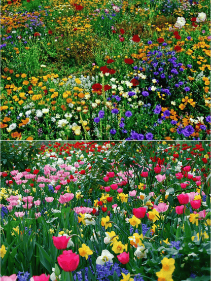 1000 Samen Mehrjährige Blumenmischung – 60+ Sorten für ganzjährige Blüten Mivoza Deutschland