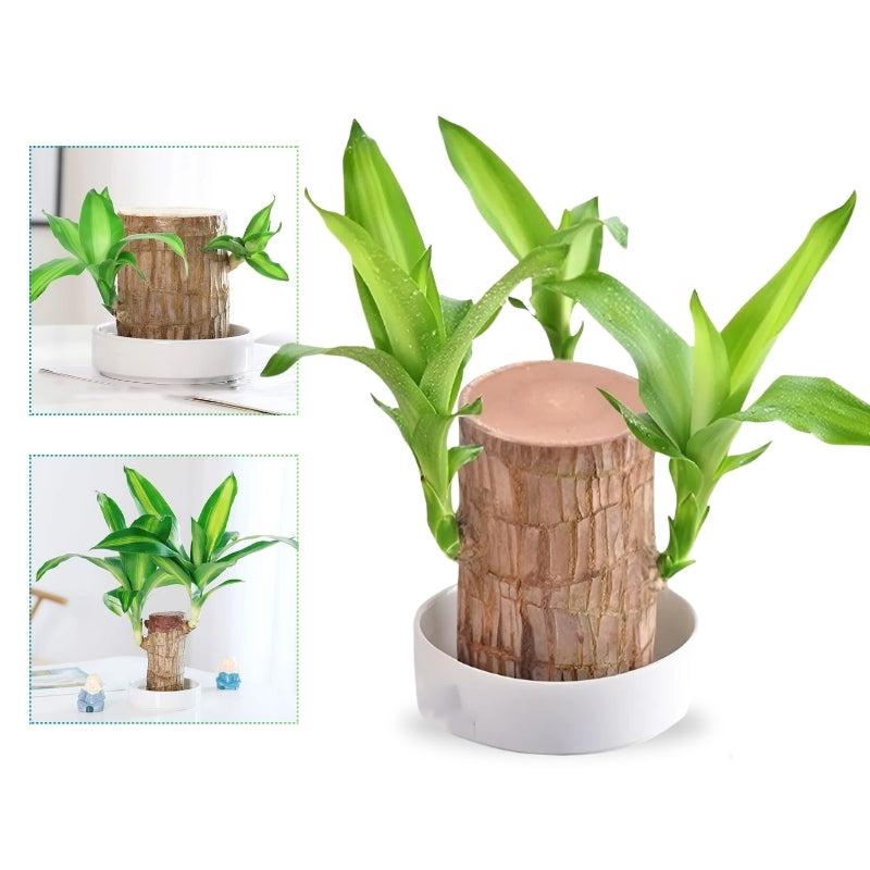 Lucky charm brazilwood pot plant - air-purifying & prosperity-promoting