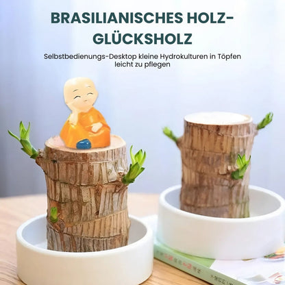 Lucky charm brazilwood pot plant - air-purifying & prosperity-promoting