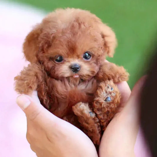 Realistic Robot Puppy – Playful Walks & Endless Cuddles