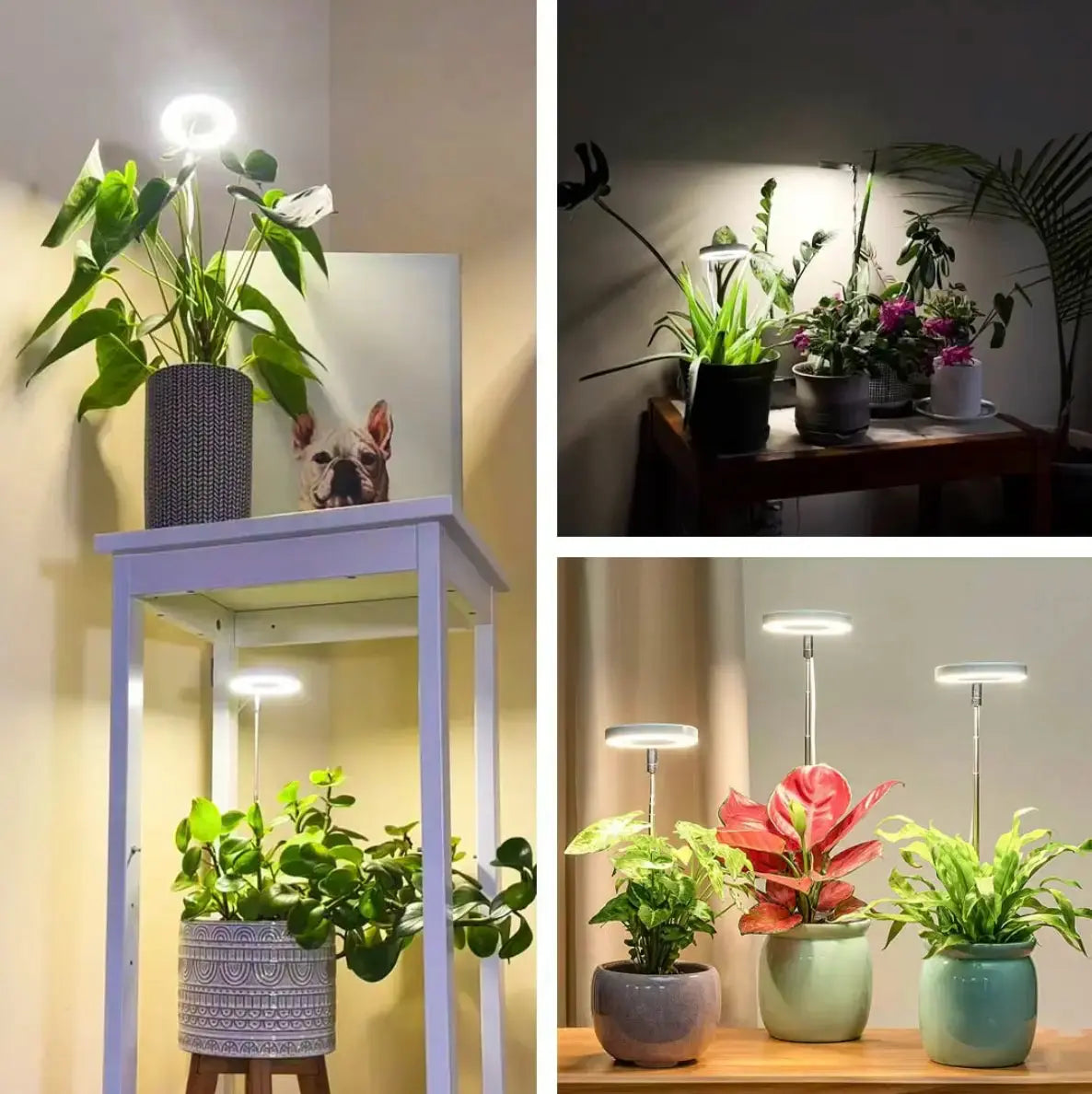 FloraPulse™ — Sunlight Perfected for Indoor Growth
