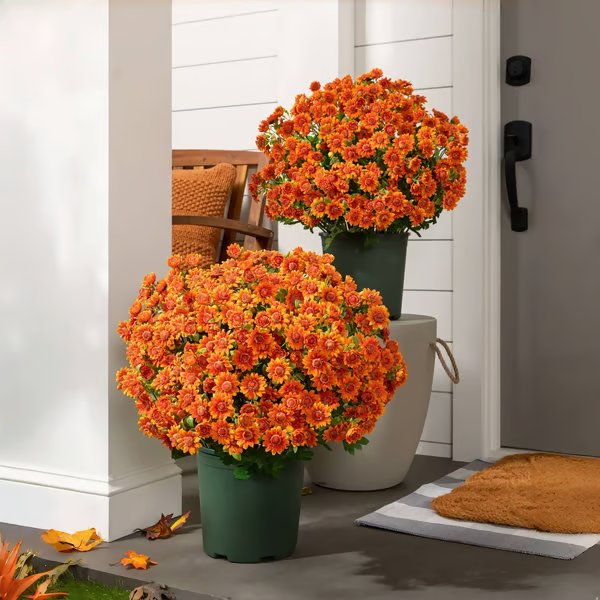 🏆Flash Sale⚡Artificial Outdoor Sunset Mums Flowers - UV resistant, Waterproof, Windproof Mivoza Deutschland