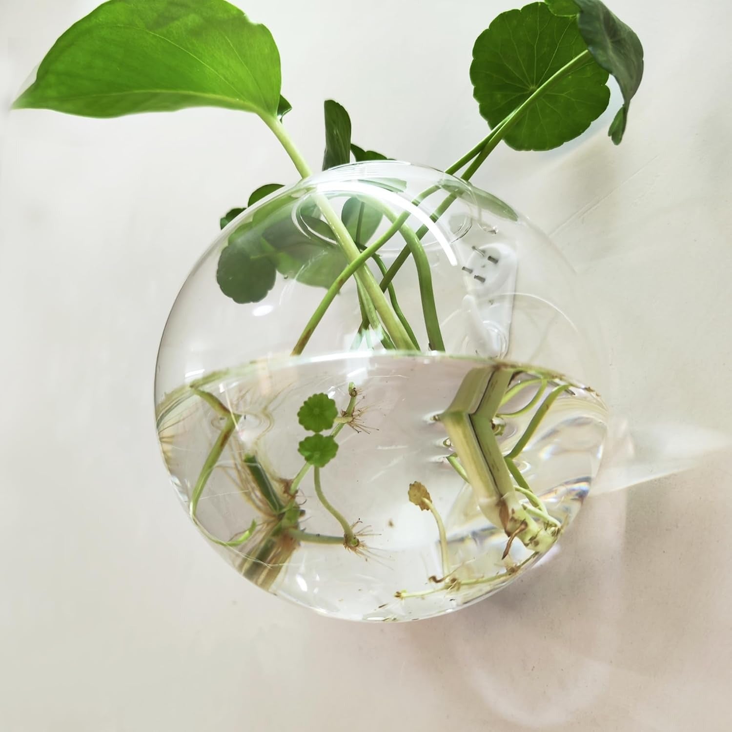 Wall Plant Holder — Vertical Garden & Decorative Fish Bowl