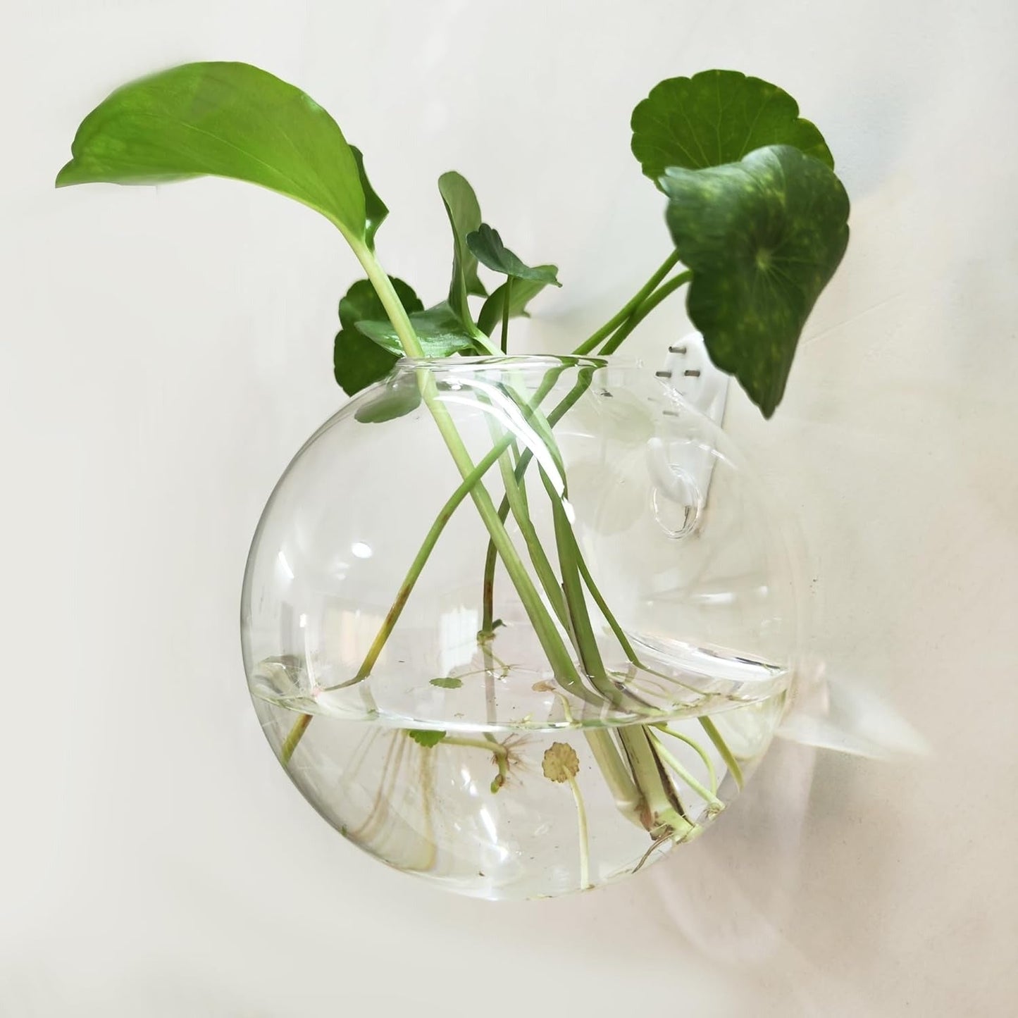 Wall Plant Holder — Vertical Garden & Decorative Fish Bowl